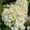 Hydrangea paniculata 'Sugar Rush' - Aedhortensia 'Sugar Rush' C5/5L